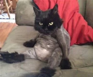 Cmon_Dude_s.webp