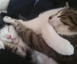 Comfy_Sleep627_s.webp