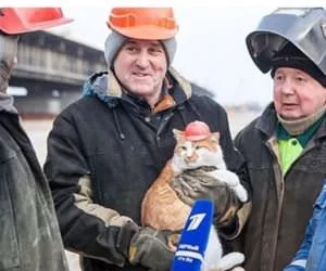 Construction_Cat_s.webp