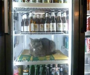 Cooling_Off_Today_s.webp