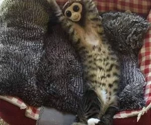 Couple_Of_Nappers_s.webp