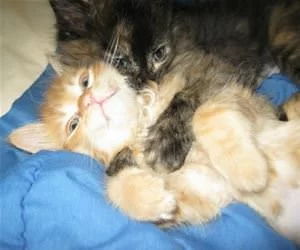 Cuddle_Buddies_s.webp