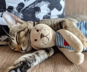 Cuddle_Time4286_s.webp
