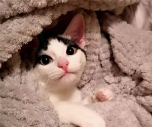 Cuddled_In_s.webp