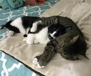 Cuddled_s.webp