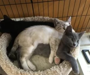 Cuddled_Together9824_s.webp