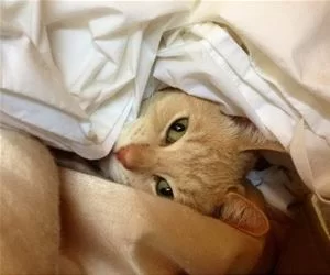 Cuddled_Up184_s.webp