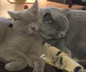 Cuddled_Up7765_s.webp