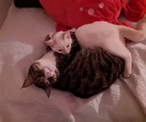 Cuddles2779_s.webp
