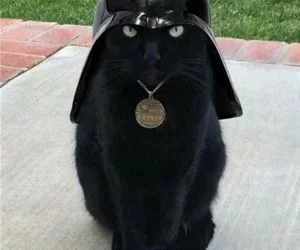 Darth_Cat340_s.webp