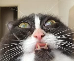 Derpppppp_s.webp