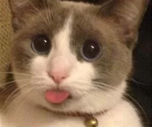 Derpy_Derp_s.webp