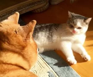 Did_You_Say_Something_About_Tuna_s.webp