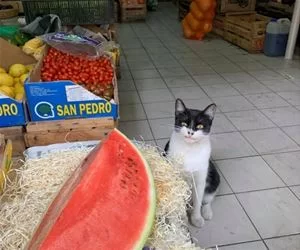 Do_I_Want_That_Or_No_s.webp