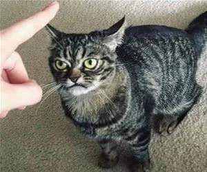 Do_Not_Tell_Me_What_To_Do_s.webp
