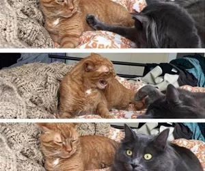 Do_Not_Yell_At_Me_s.webp