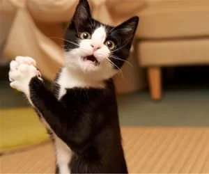 Do_You_Have_A_Snack_s.webp