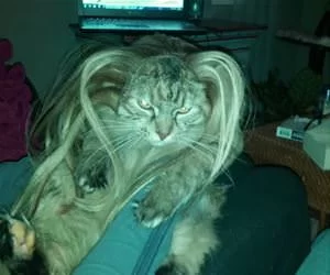 Do_You_Like_My_Wig_s.webp