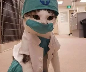 Doctor_Cat3409_s.webp