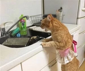 Doing_Some_Dishes_s.webp