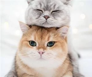 Double_Cat5037_s.webp