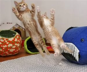 Double_Jump_s.webp
