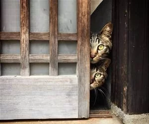 Double_Stacking_Cats_s.webp
