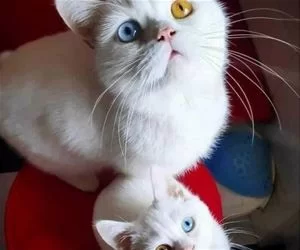 Double_Trouble3865_s.webp