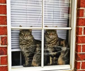 Double_Trouble_s.webp