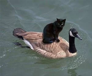 Drive_Me_Around_s.webp