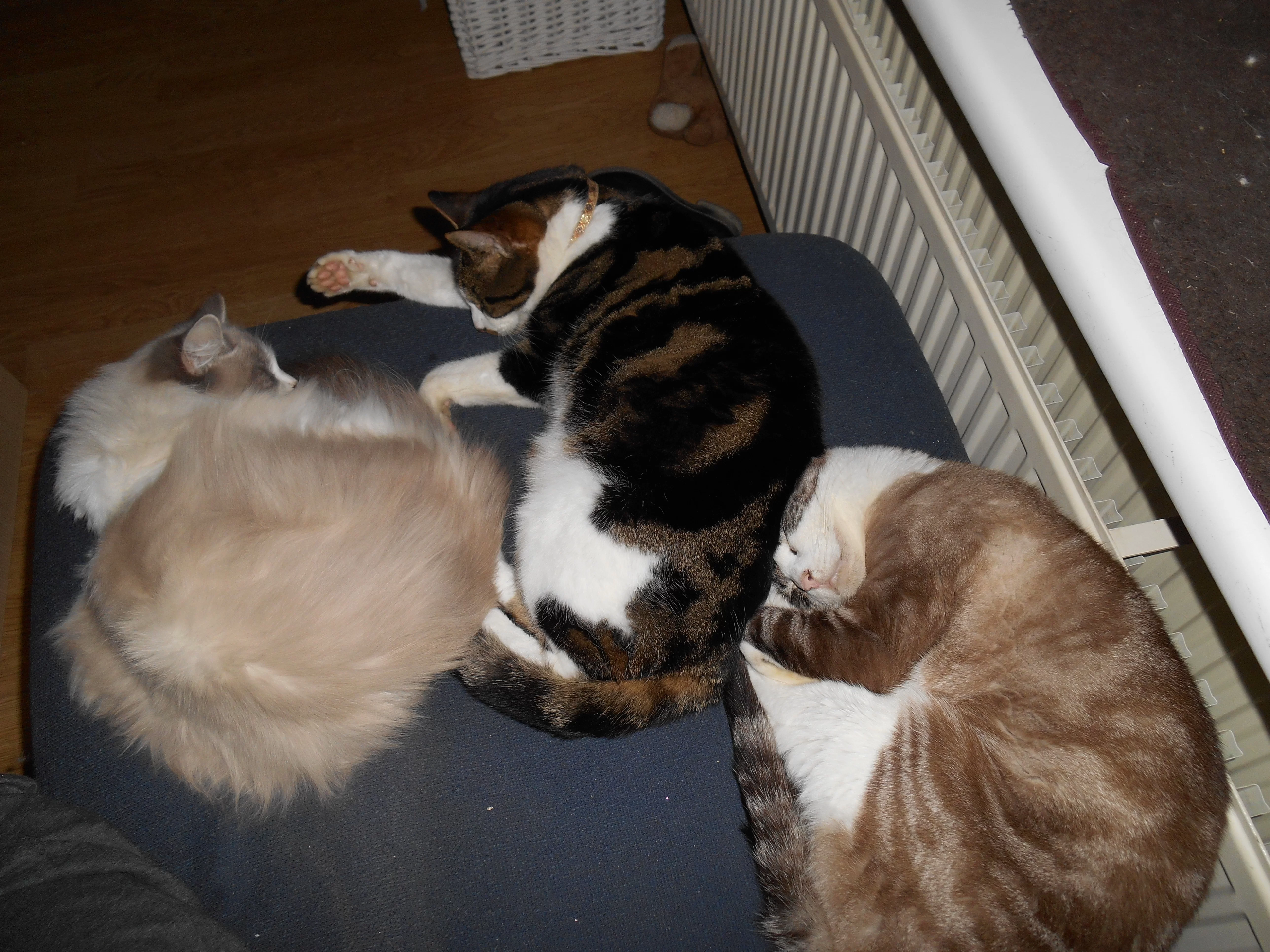 DSCN0094.webp