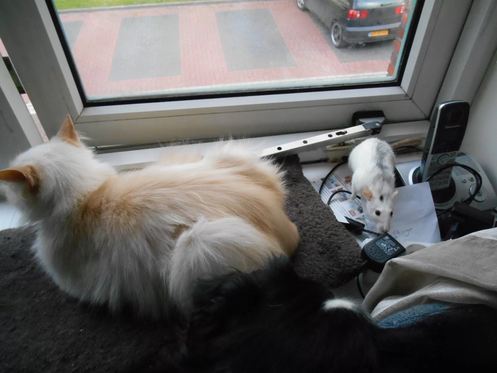 DSCN0500.webp