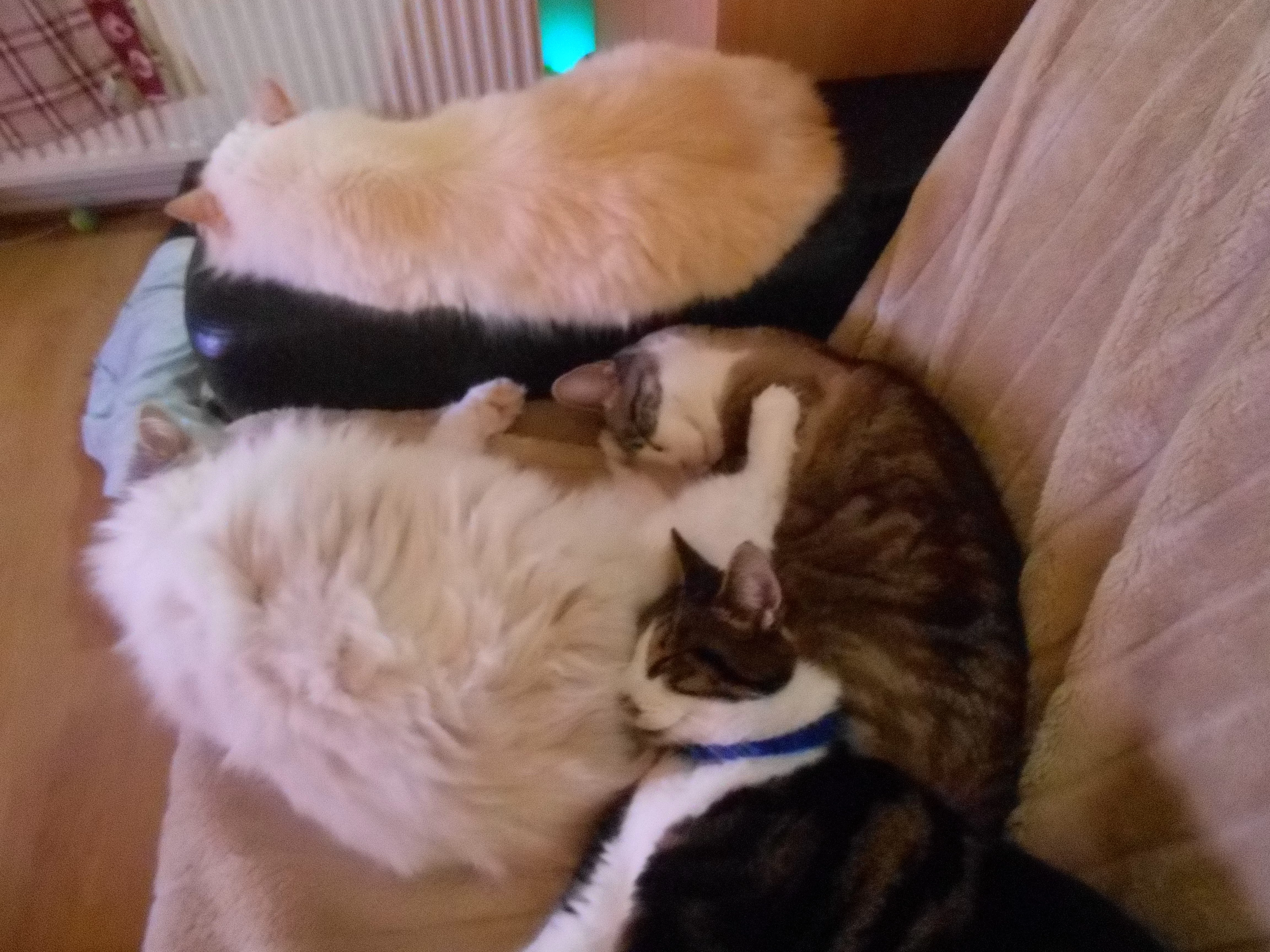 DSCN1273.webp