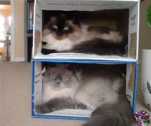 Dual_Boxes_s.webp