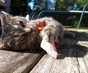 Eat_A_Leaf_s.webp