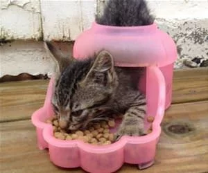 Eating_It_All_Up911_s.webp