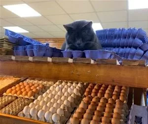 Eggs_s.webp
