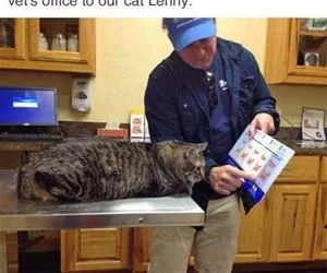 Explaining_The_Obesity_Chart_s.webp