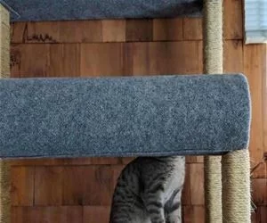 Extension_Cat_s.webp