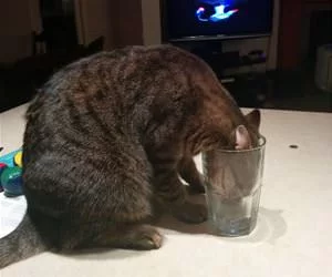 Face_In_The_Cup_s.webp