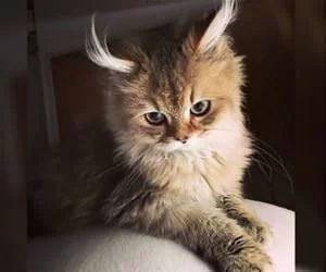 Fancy_Ears_s.webp
