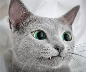 Fangs2549_s.webp