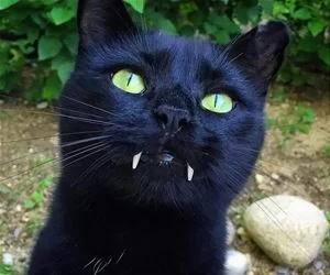 Fangs6279_s.webp