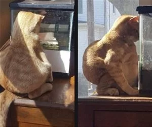 Fat_Cat3060_s.webp