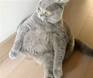 Fat_Cat7598_s.webp