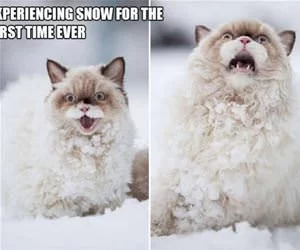 First_Time_Snowing_s.webp