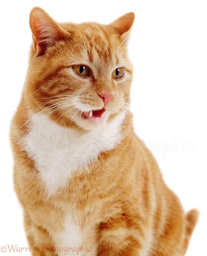 FLEHMEN-829x1024.webp