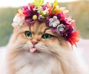 Flower_Cat2921_s.webp