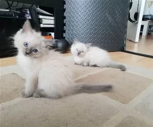 Fluff_Balls_s.webp