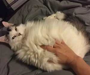 Fluff_Me_Up_s.webp